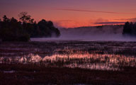 Life on the Ponds