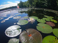 Life on the Ponds