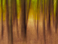 Color and Movement in Nature